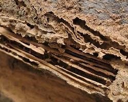 O que atrai cupim para dentro de casa em Barra Bonita